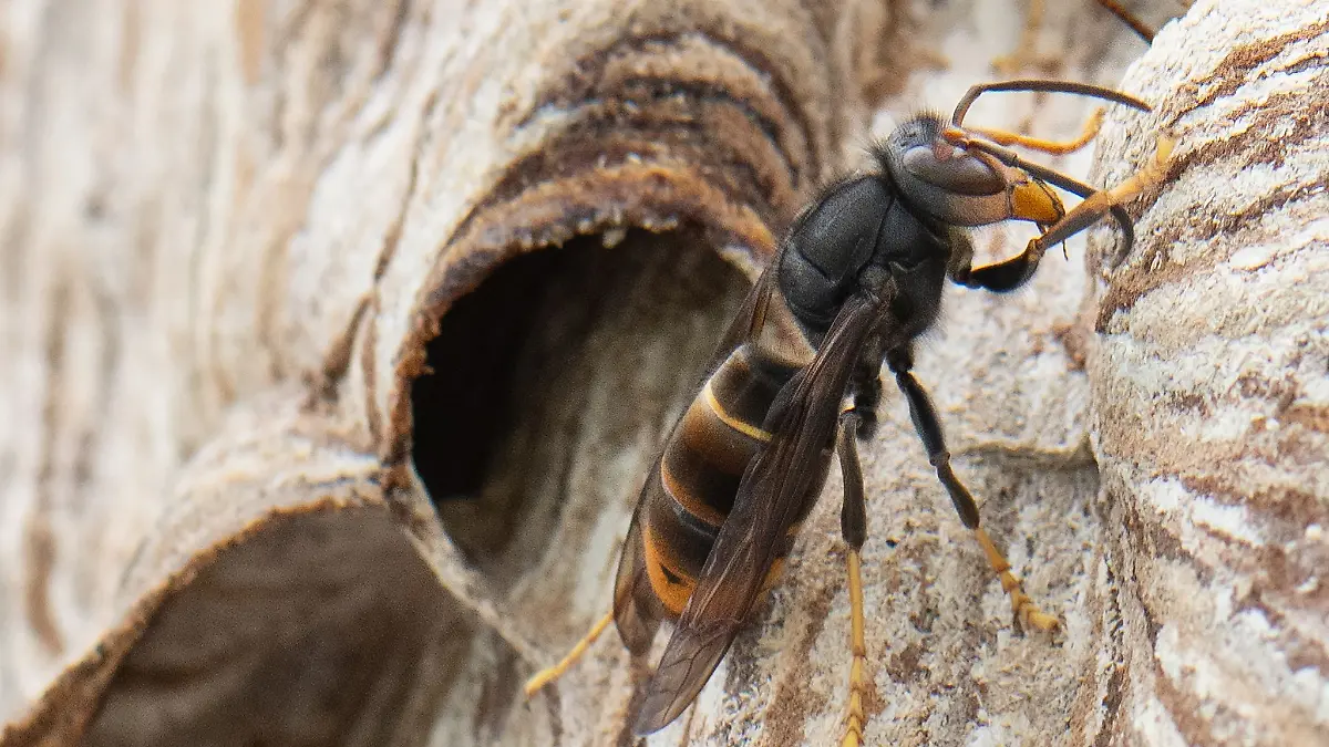 Die Asiatische Hornisse jagt eine erstaunlich große Vielfalt an Arten, vor allem Insekten (Archivbild).