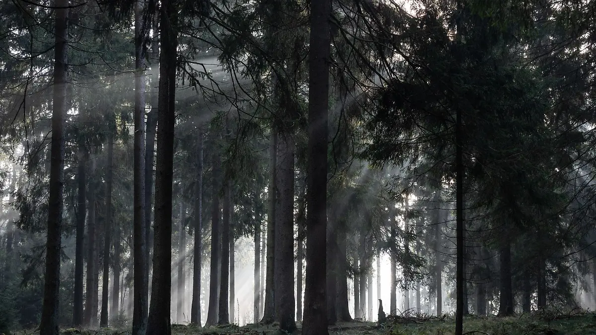 In Hessen gibt es in einigen Landkreisen einen hohen Waldanteil. (Archivbild)