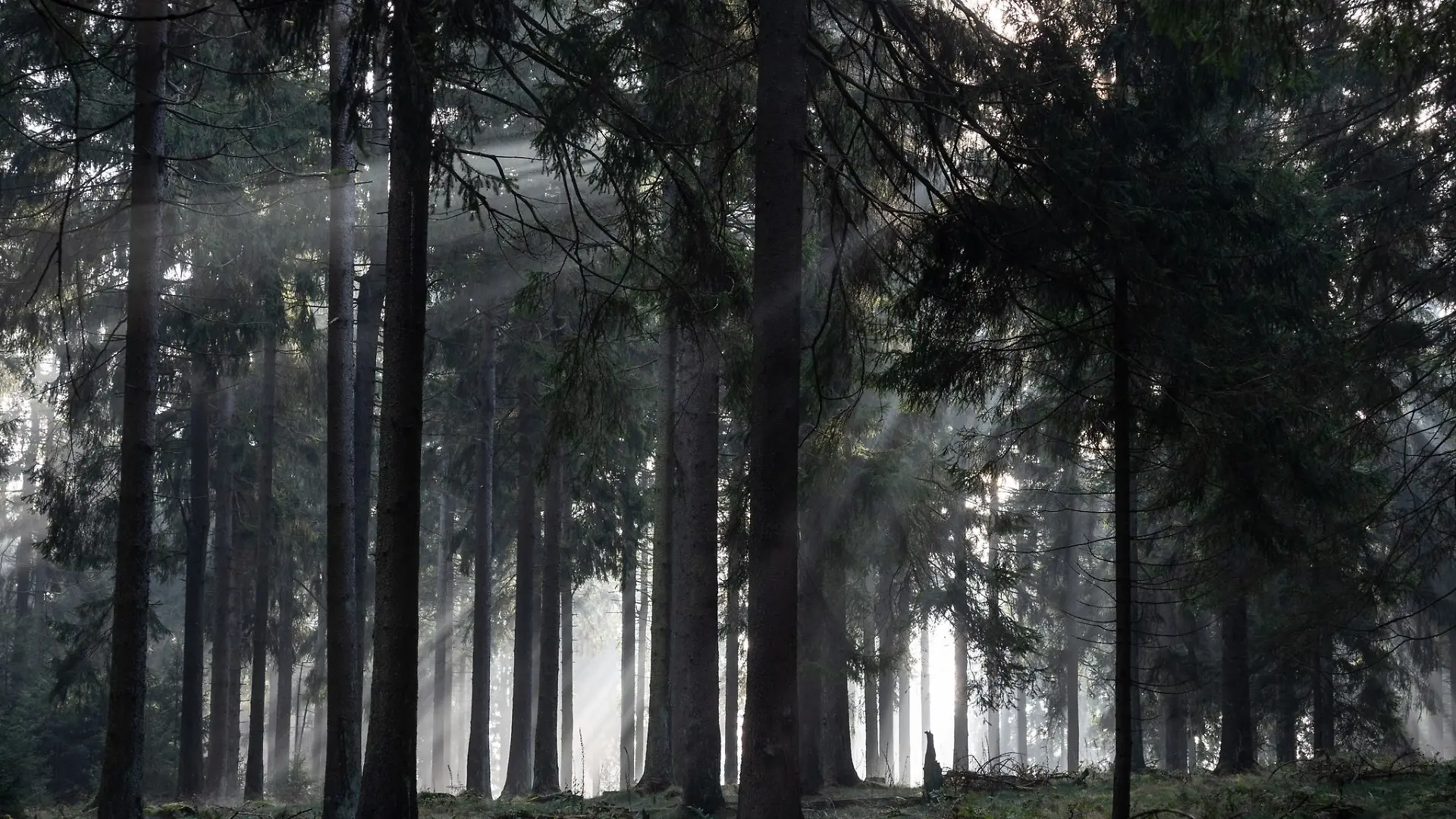 In Hessen gibt es in einigen Landkreisen einen hohen Waldanteil. (Archivbild)