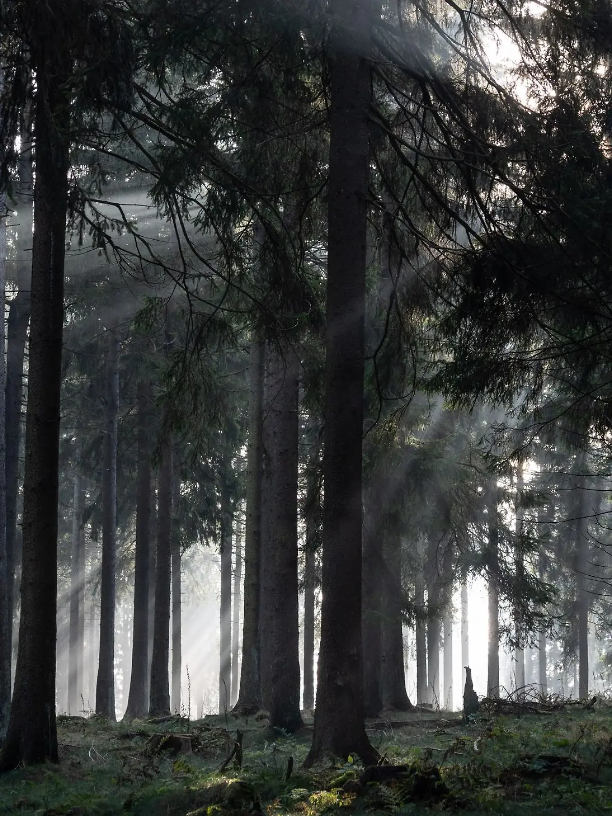 Bild zu: "Frau (87) stürzt im Wald ab – Rettungskräfte finden sie Stunden später verletzt im Unterholz "