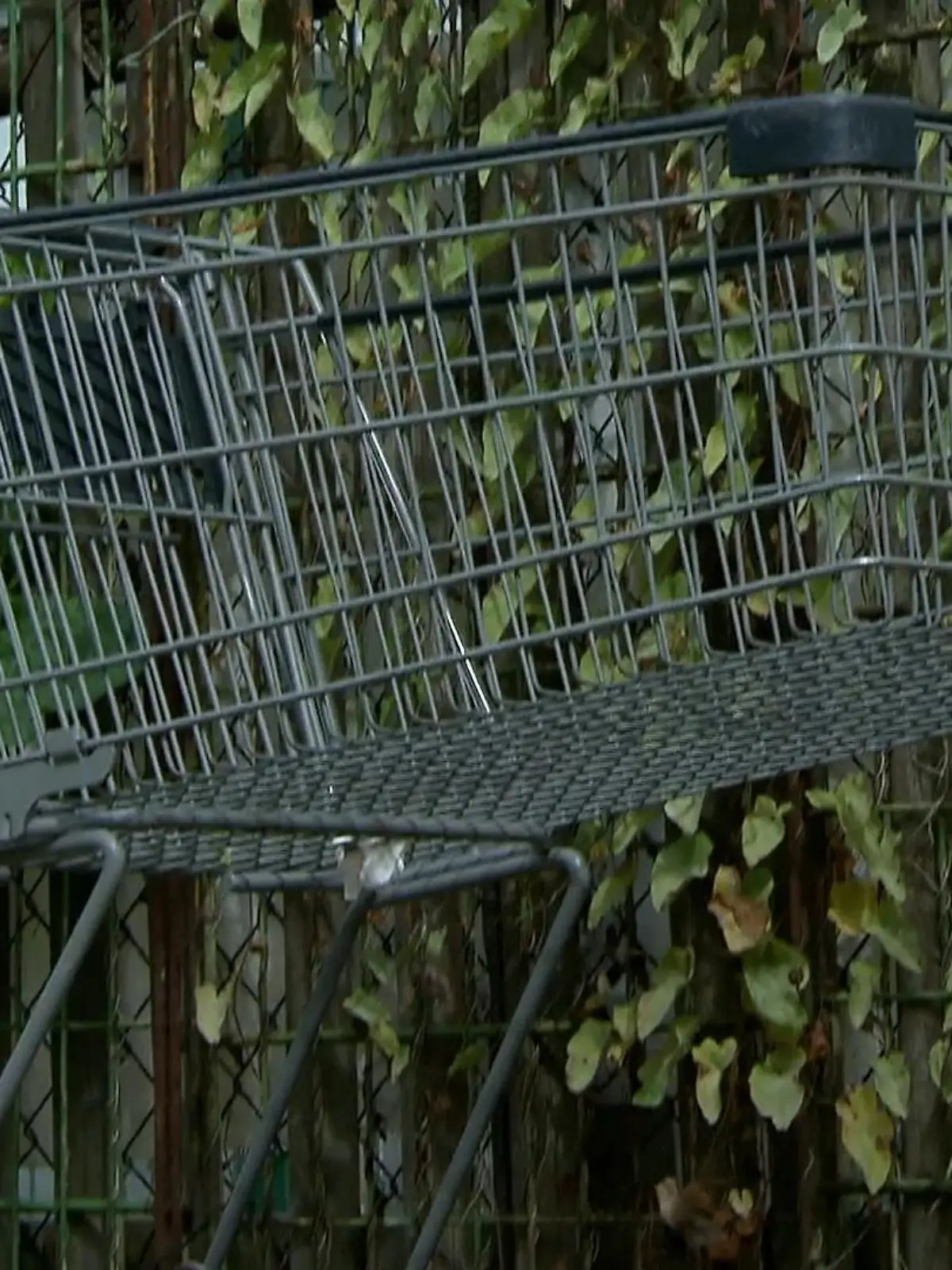 Bild zu: "Wilde Einkaufswagen in Gelsenkirchen"