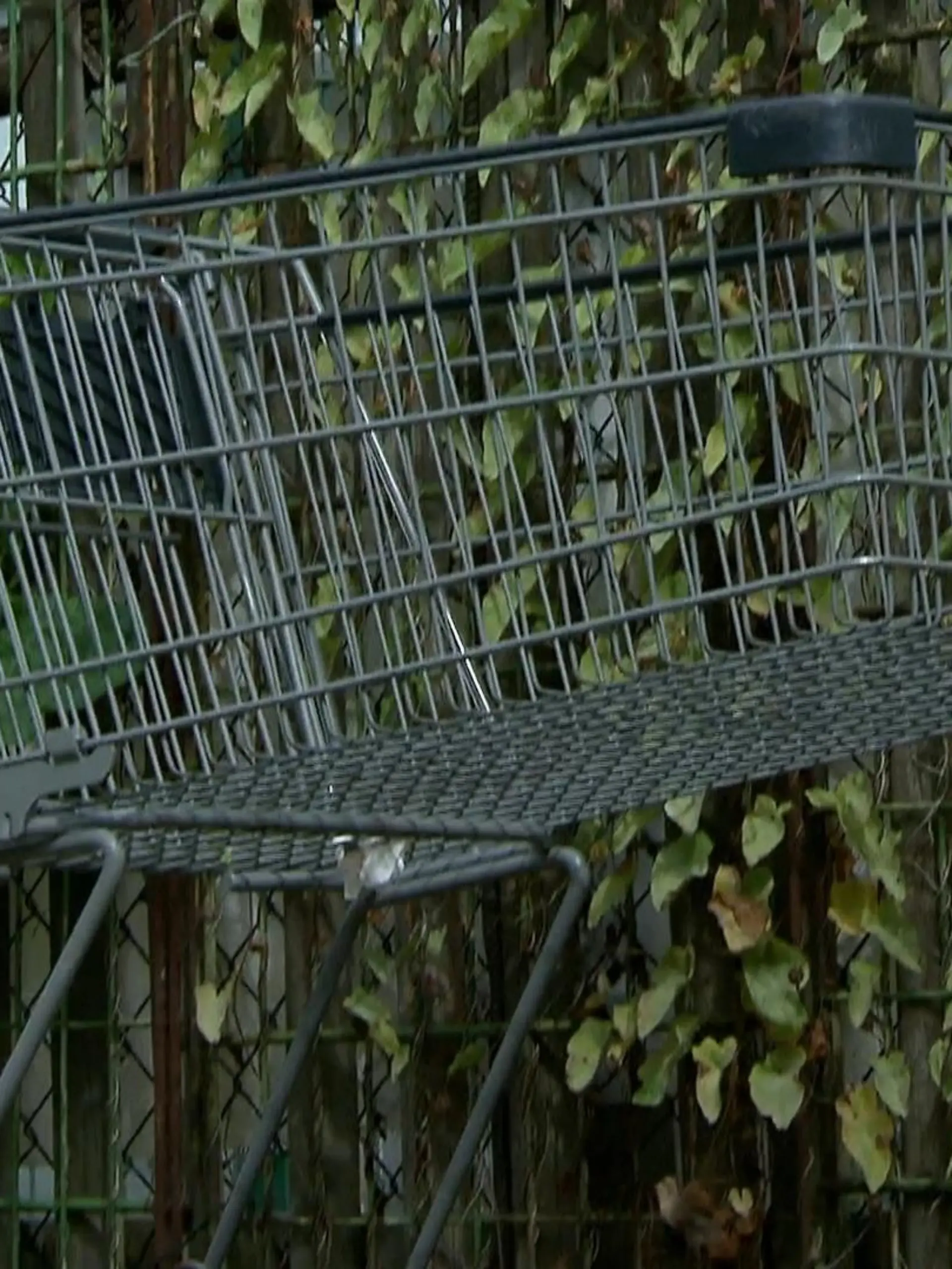 Bild zu: "Wilde Einkaufswagen in Gelsenkirchen"