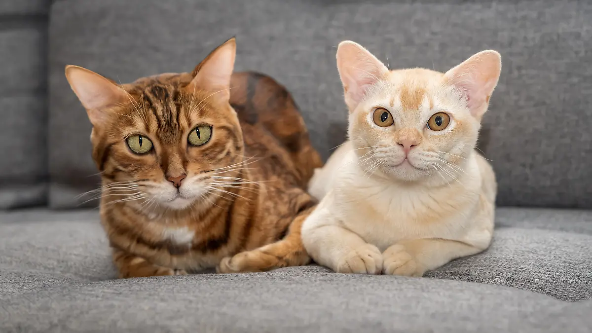 Zwei Katzen