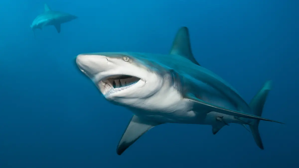 Laut Feuerwehr soll es sich bei dem Tier um einen kleinen Schwarzspitzenhai handeln. (Symbolbild)