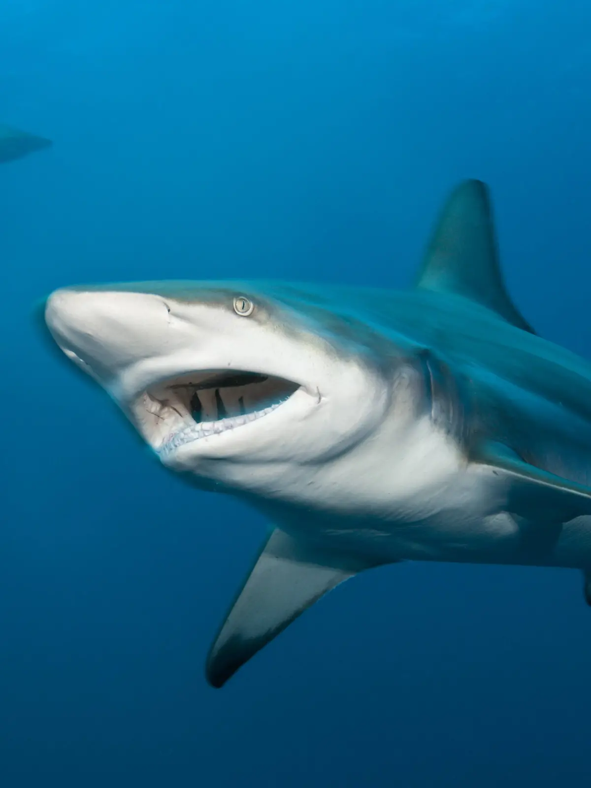 Laut Feuerwehr soll es sich bei dem Tier um einen kleinen Schwarzspitzenhai handeln. (Symbolbild)