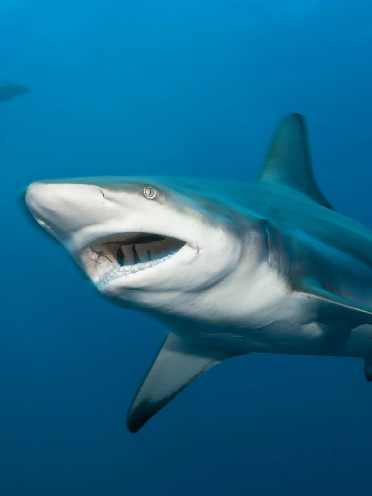 Laut Feuerwehr soll es sich bei dem Tier um einen kleinen Schwarzspitzenhai handeln. (Symbolbild)