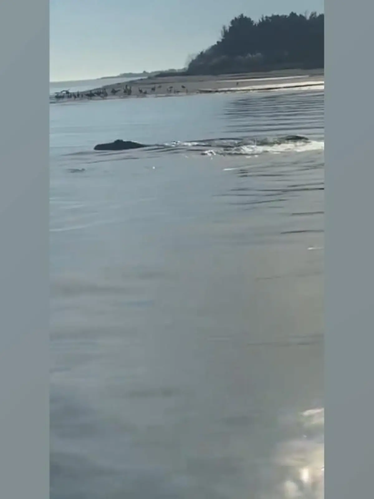 Das Monster von Loch Ness lebt, wie der Name schon verrät, eigentlich in Schottland. Doch hier scheint Nessie gerade Urlaub in North Carolina zu machen. Dort ist nämlich dieses Video entstanden, was eine gigantische, nicht klar definierbare Kreatur beim Auftauchen zeigt.
