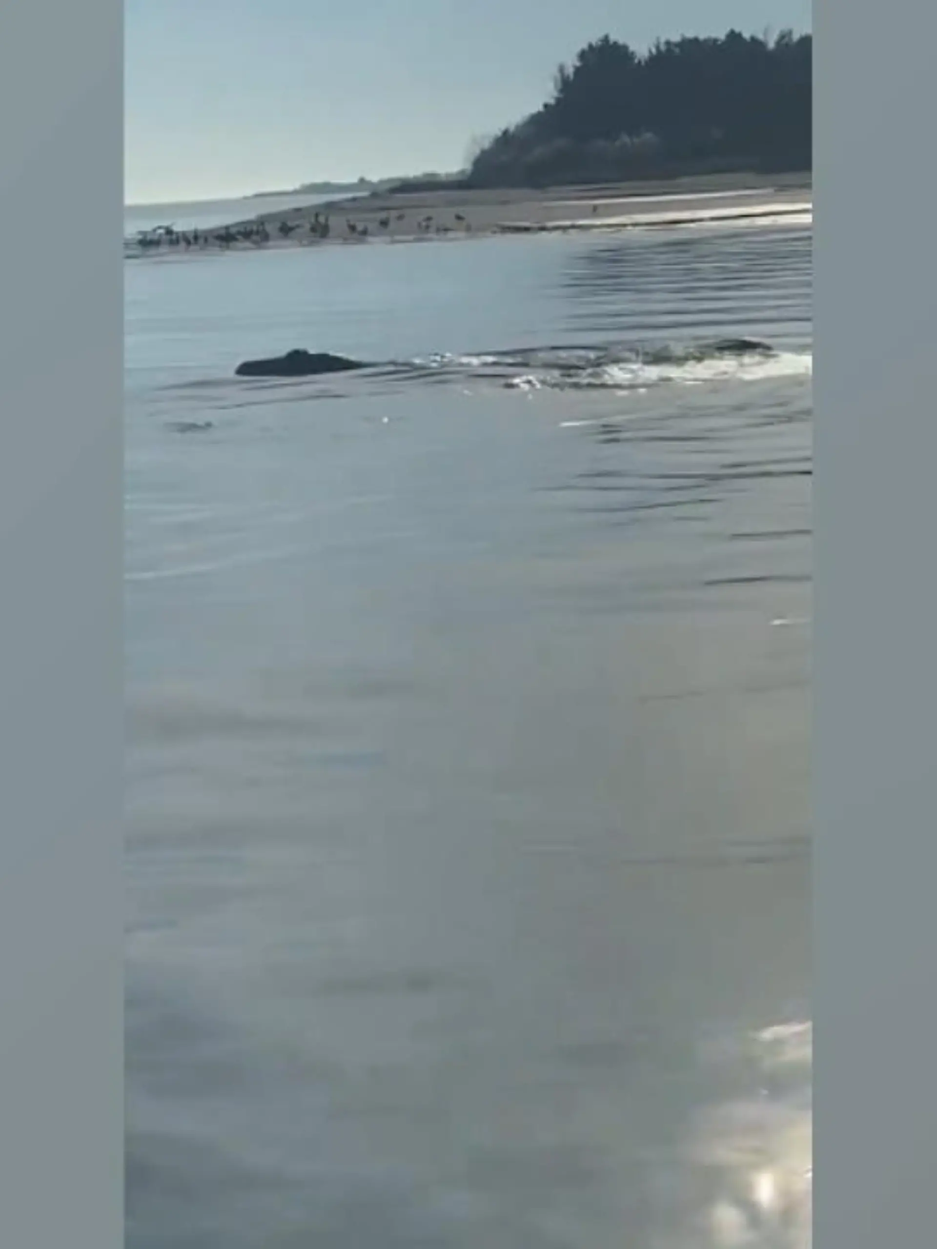 Das Monster von Loch Ness lebt, wie der Name schon verrät, eigentlich in Schottland. Doch hier scheint Nessie gerade Urlaub in North Carolina zu machen. Dort ist nämlich dieses Video entstanden, was eine gigantische, nicht klar definierbare Kreatur beim Auftauchen zeigt.