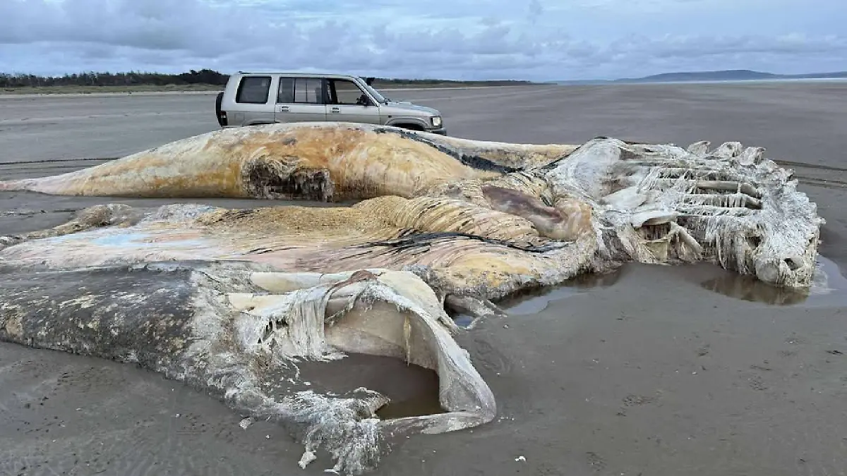 An einem Strand in Wales (Großbritannien) wurde ein mysteriöses Skelett gefunden.