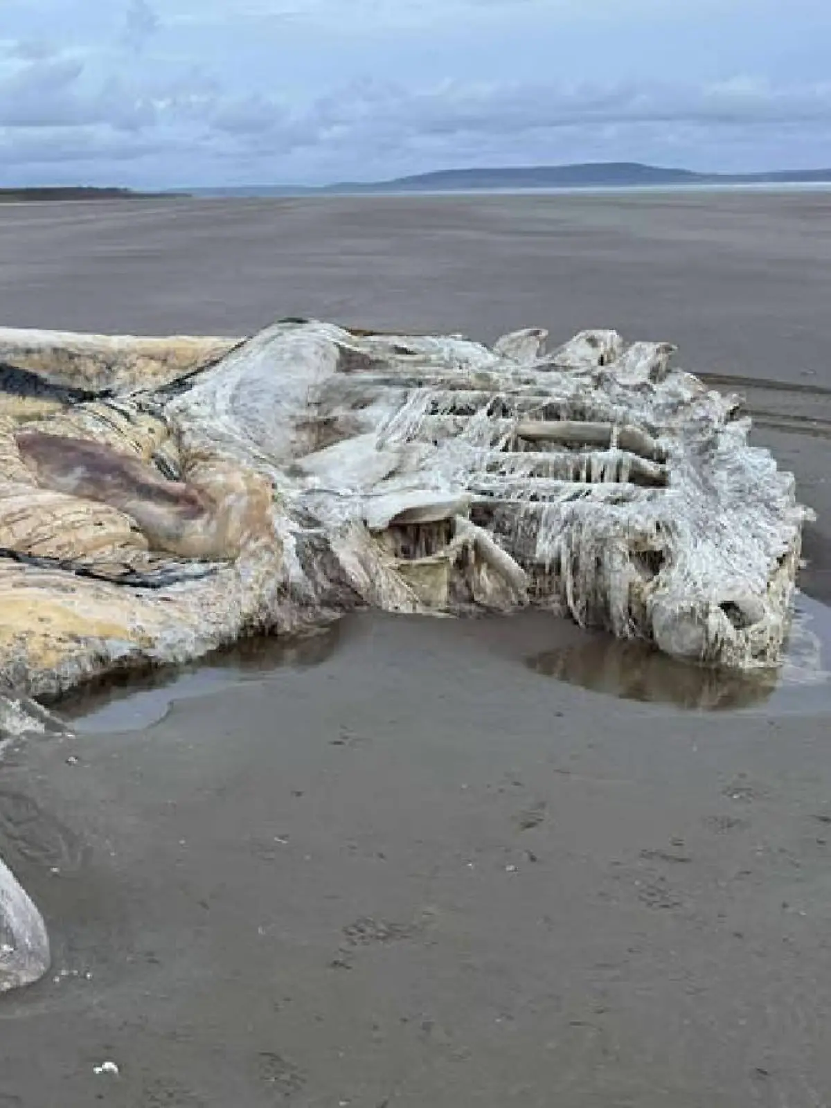 An einem Strand in Wales (Großbritannien) wurde ein mysteriöses Skelett gefunden.