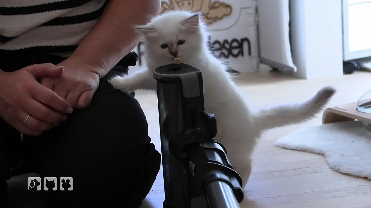 Von Angst kein Spur - So  soll das sein! hundkatzemaus: Die Kitten sind los!