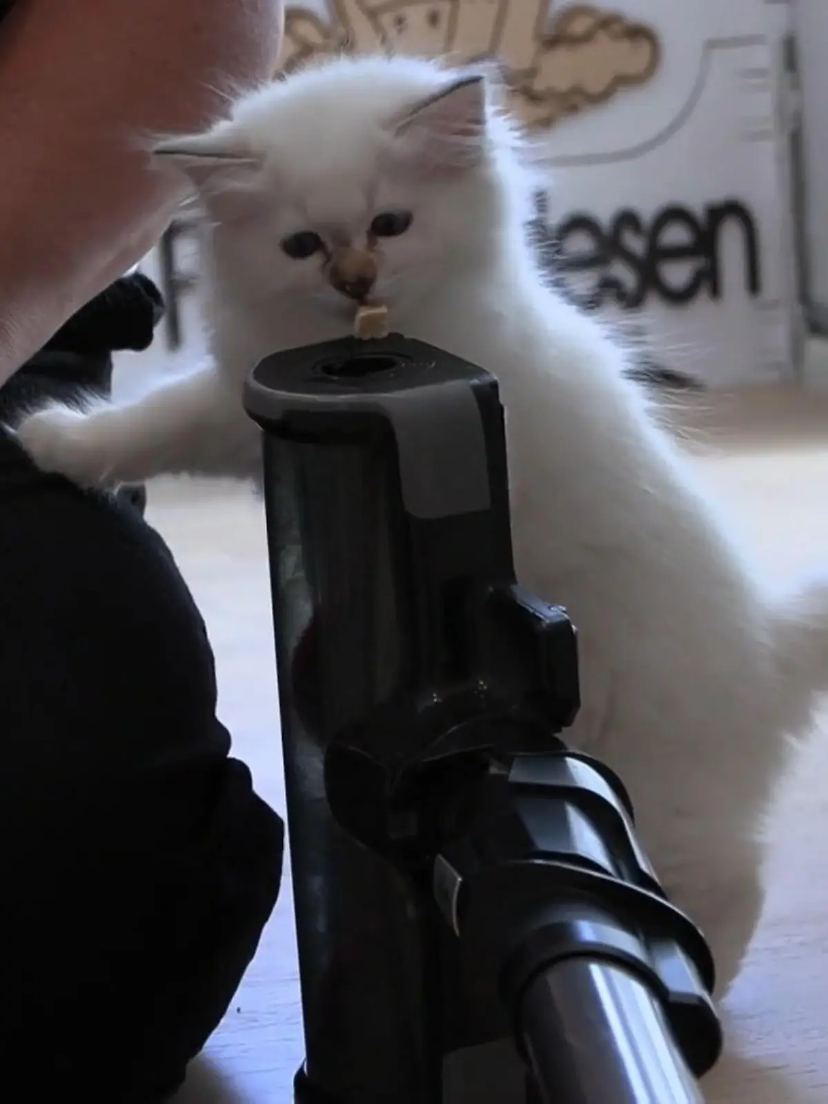 Bild zu: "So gewöhnt man Katzenbabys an angstmachende Dinge im Alltag"