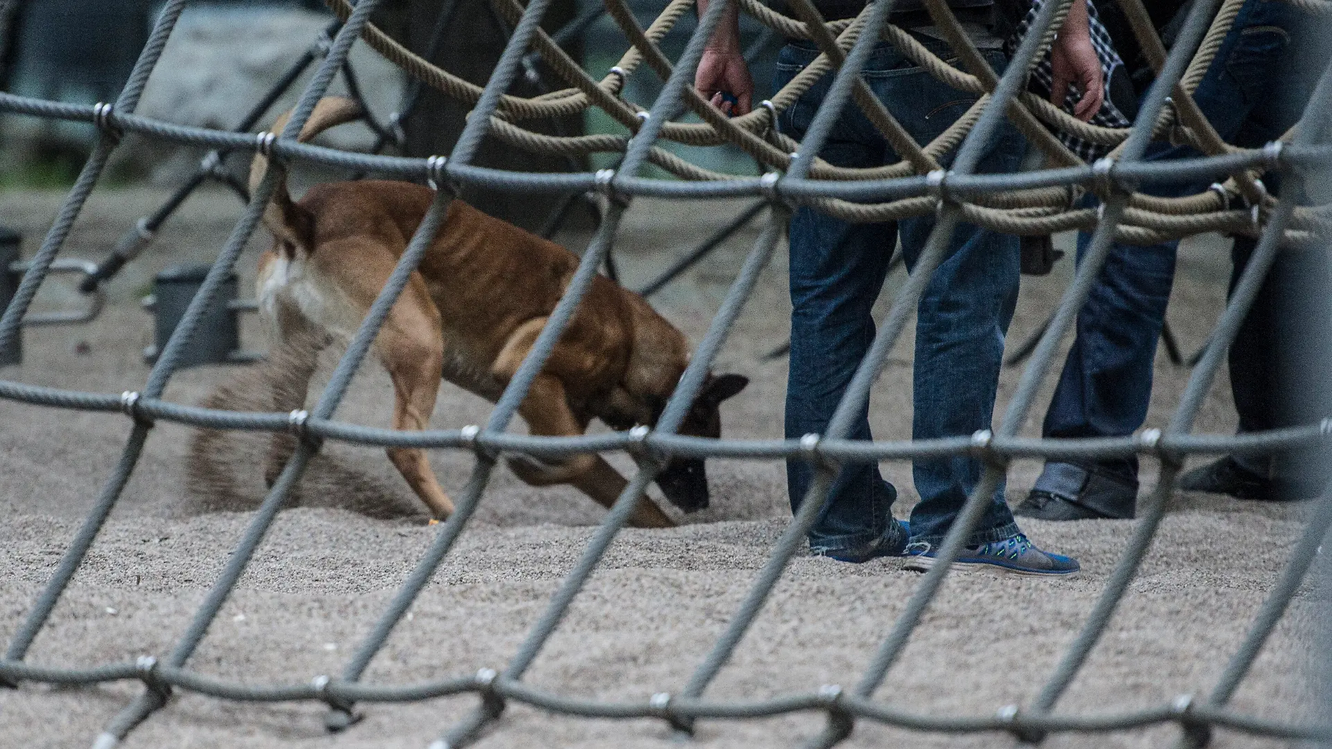 Mit Spürhunden suchte die Polizei den Spielplatz ab – doch weitere Drogen fanden sie keine. (Symbolbild)