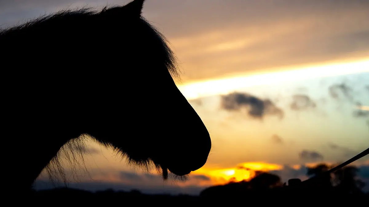 In Bötzingen kam es zu einem Unfall mit einem Pferd (Symbolbild)