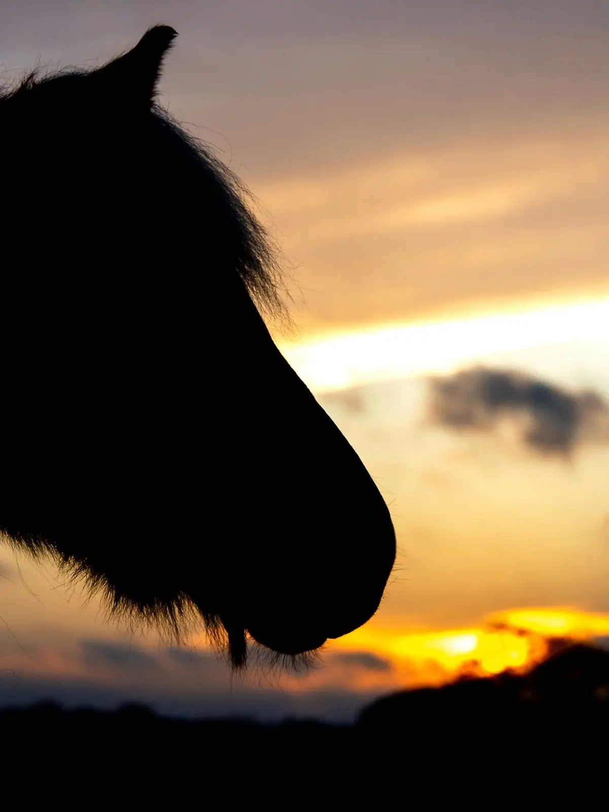 Bild zu: "Pferd schleift sie hunderte Meter mit – Reiterin (22) stirbt! "