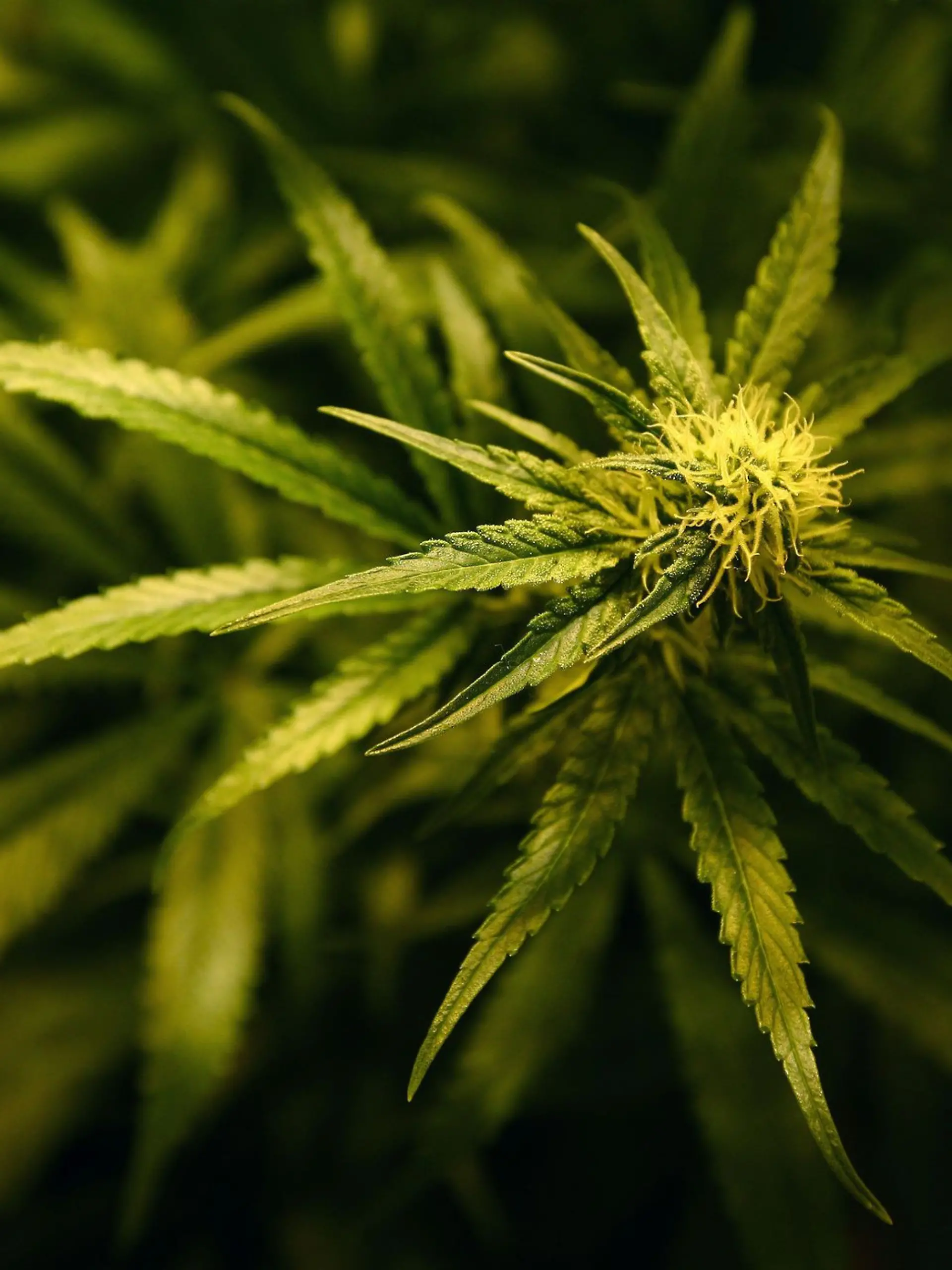 Bild zu: "Azubi bringt Cannabis-Gebäck in Schule – Mitschüler fallen in Ohnmacht"