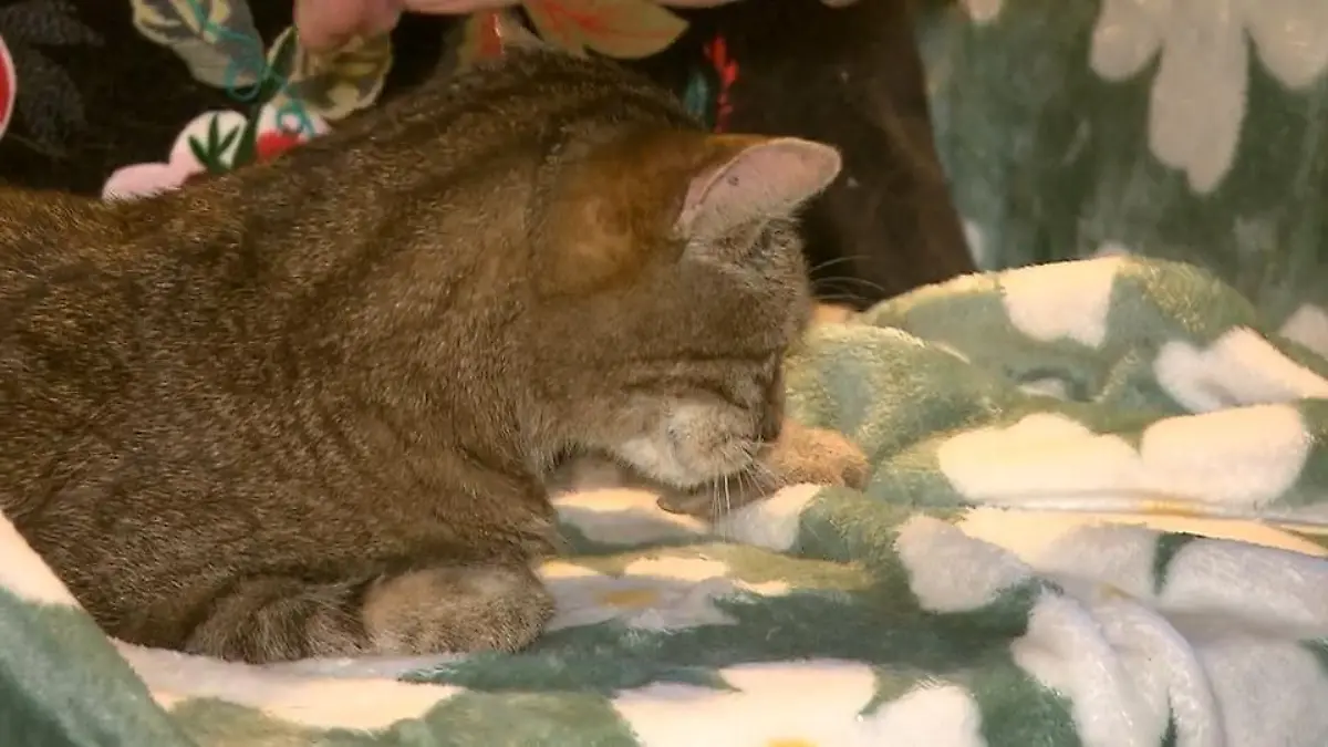 Zuhause für Seniorenkatzen Initiative aus Münster hilft