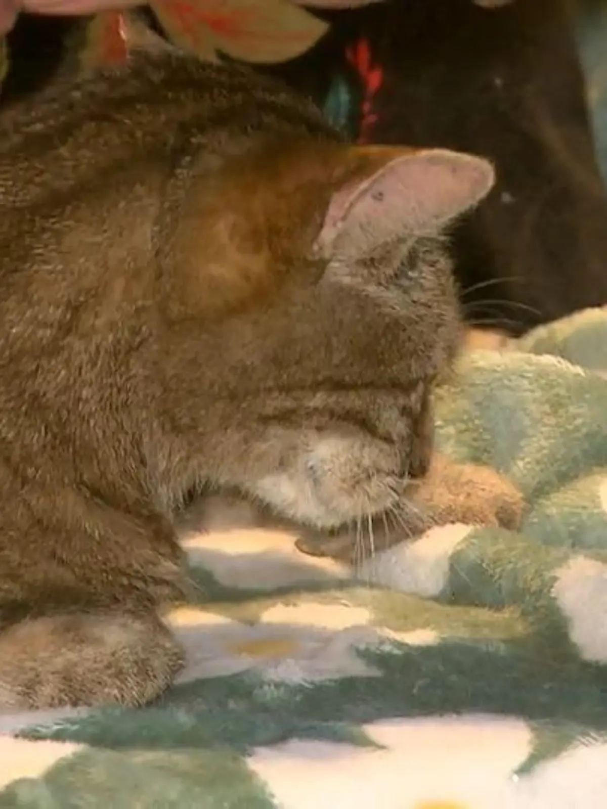 Bild zu: "Zuhause für Seniorenkatzen"
