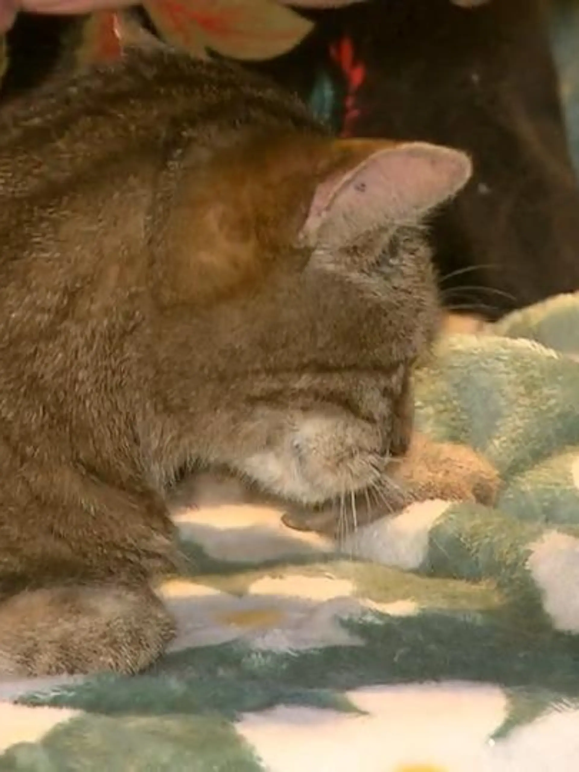 Bild zu: "Zuhause für Seniorenkatzen"