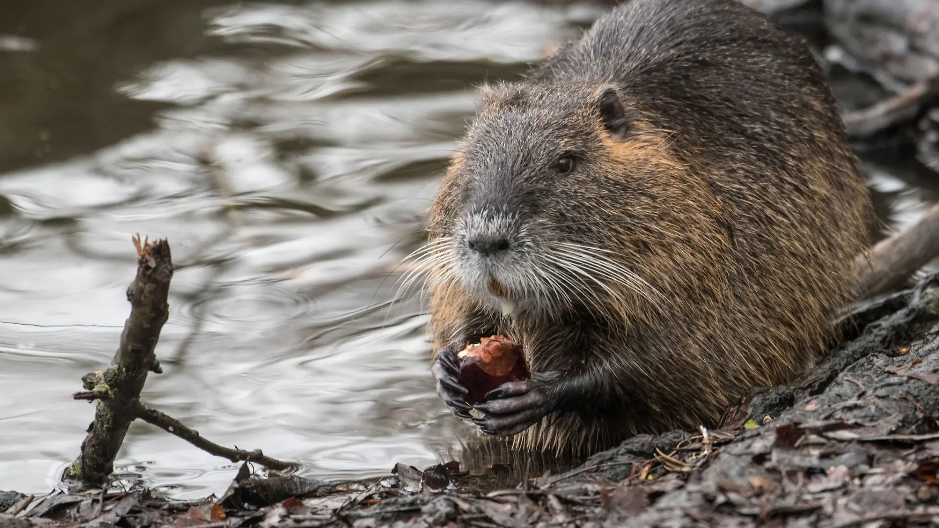 Die Nager sind keine aggressiven Tiere. (Archivbild)