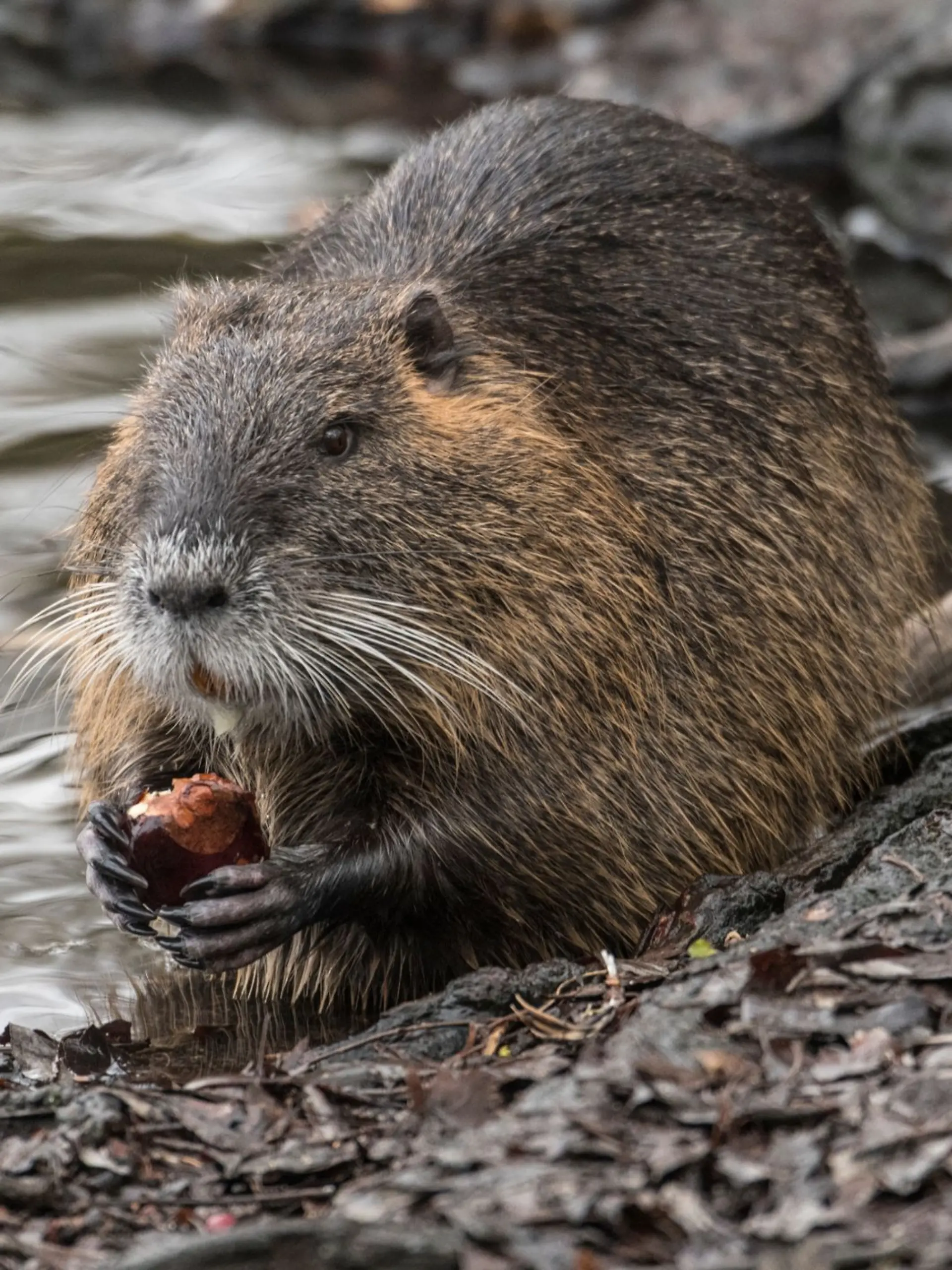 Bild zu: "Gejagt, zerlegt, serviert! Jetzt kommt Nutria auf den Teller"