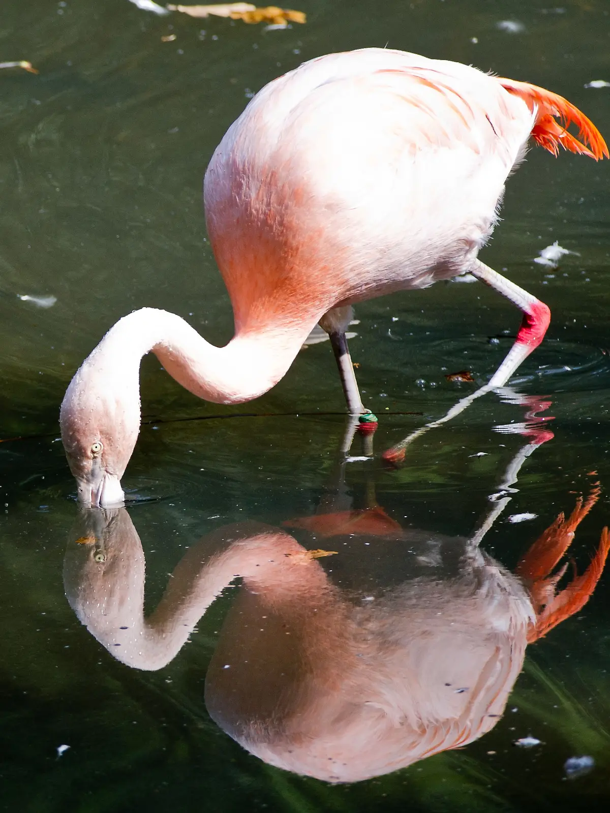 Roter Flamingo im Wasser