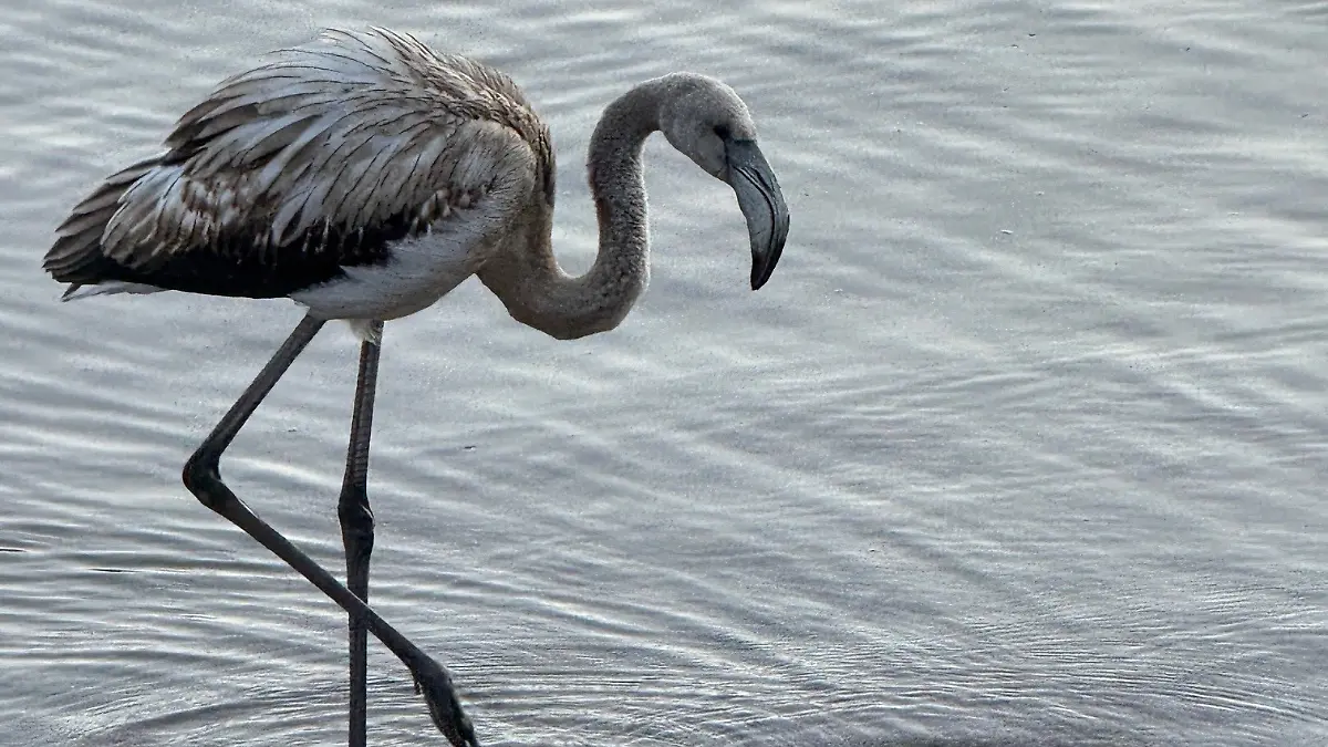 Ungewöhnlicher Anblick: Ein Flamingo-Jungtier im Schwarzwald