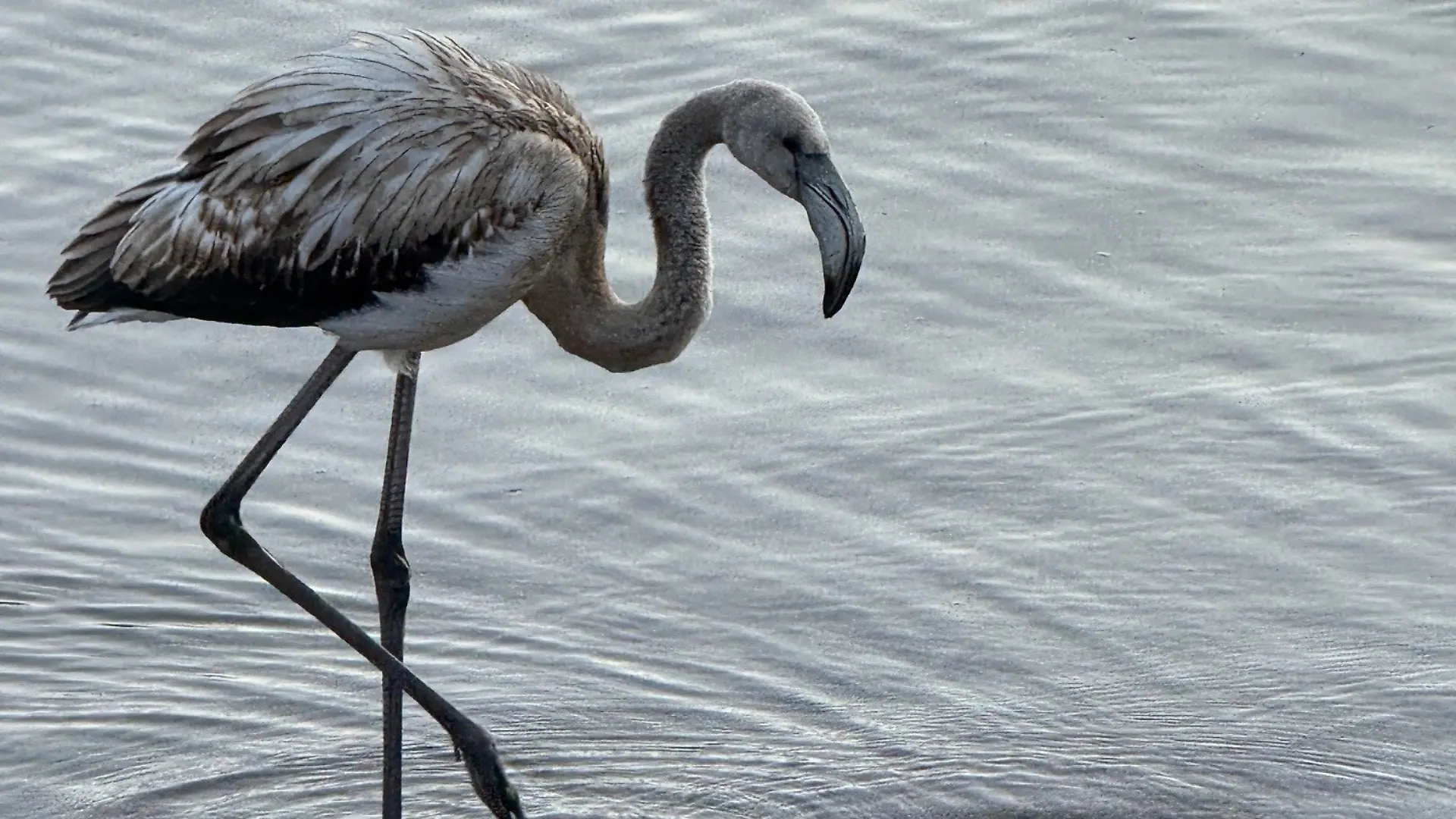 Ungewöhnlicher Anblick: Ein Flamingo-Jungtier im Schwarzwald