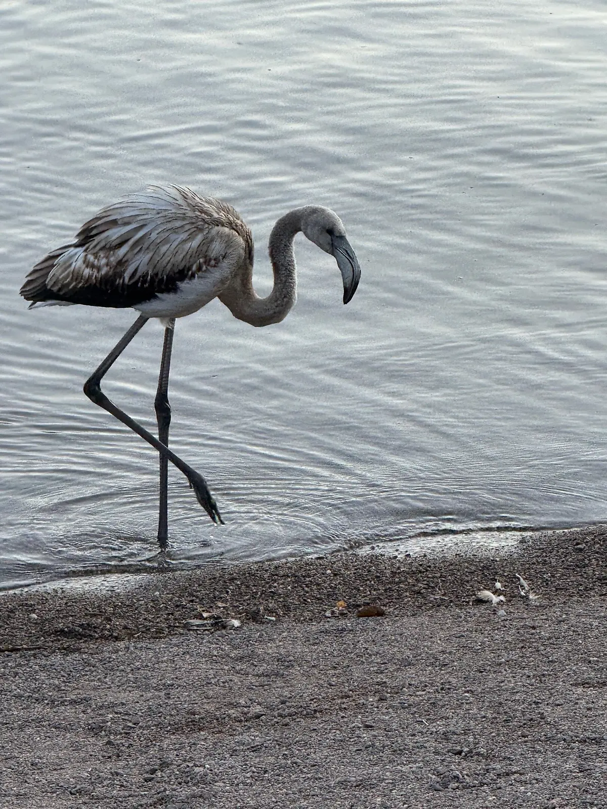 Ungewöhnlicher Anblick: Ein Flamingo-Jungtier im Schwarzwald