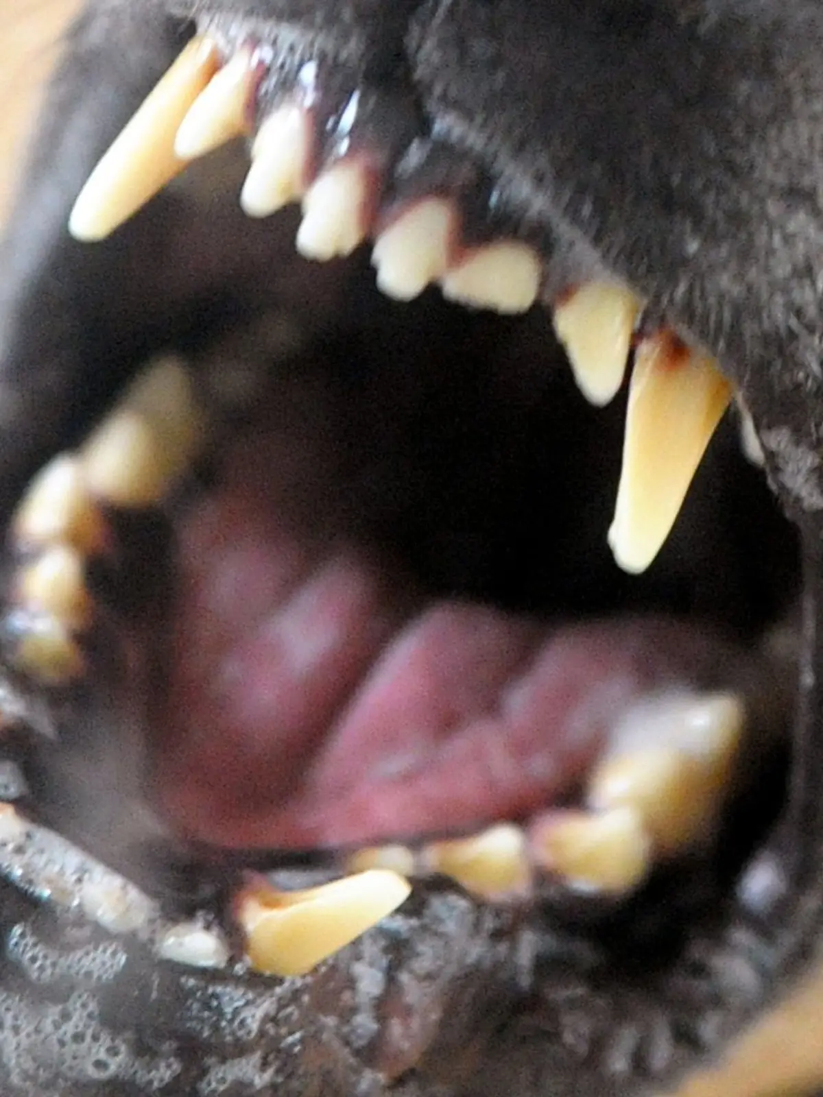 Bild zu: "Tiefe Wunde und Knochenbruch! Hund greift Radfahrerinnen an"