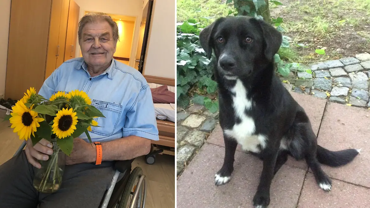Hündin Molly war sein Trost nach dem Tod von Walter Zimmermanns Frau. Jetzt fehlt von ihr jede Spur.