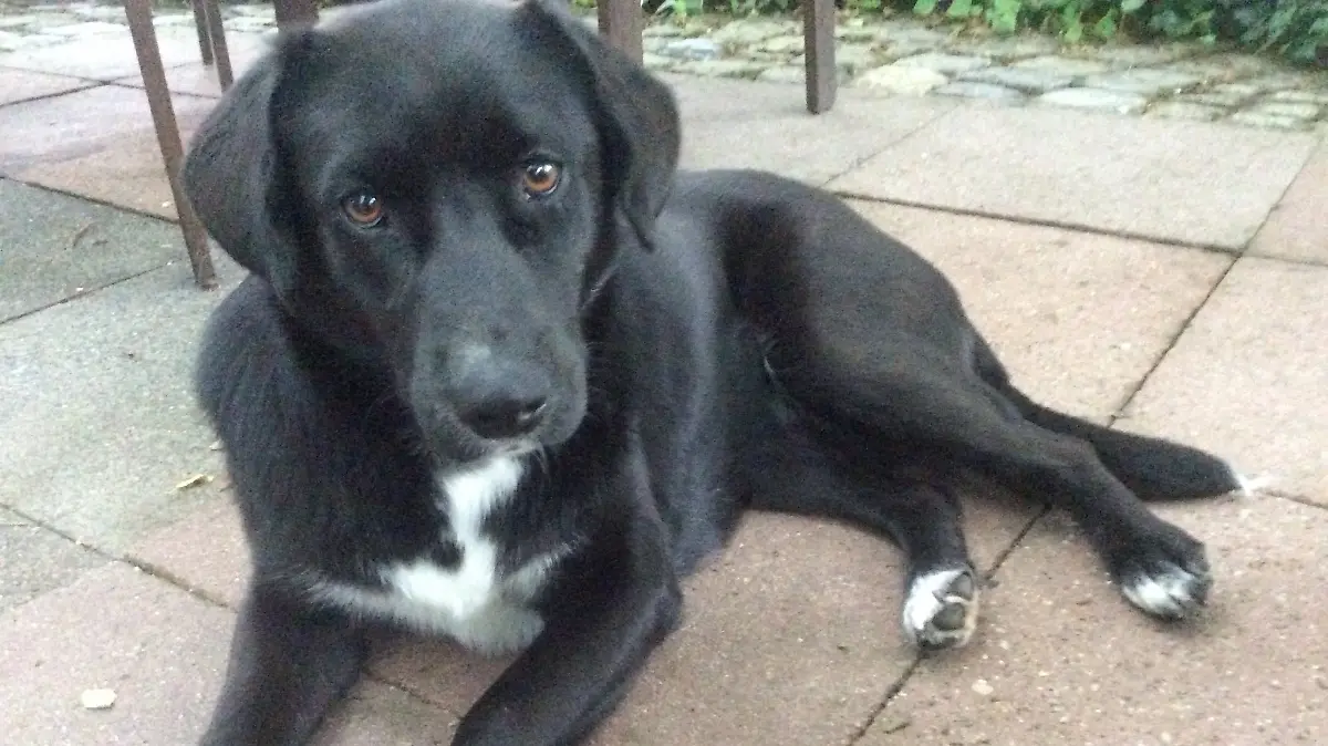 Obwohl Molly ein Labrador ist, mochte sie Wasser nie – selbst mit Leckerlies konnte Walter Zimmermann sie nicht ins kühle Nass locken.