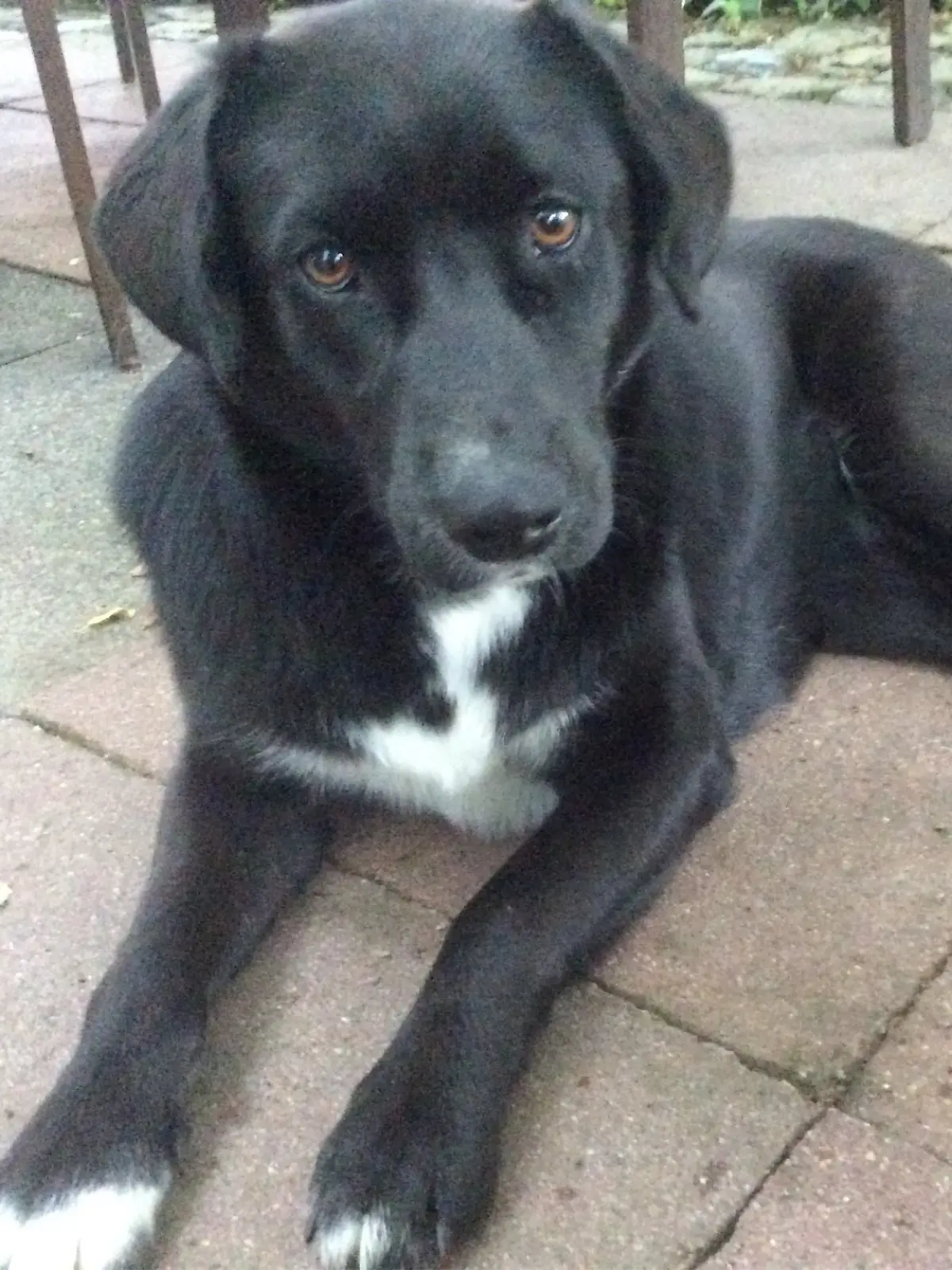 Obwohl Molly ein Labrador ist, mochte sie Wasser nie – selbst mit Leckerlies konnte Walter Zimmermann sie nicht ins kühle Nass locken.