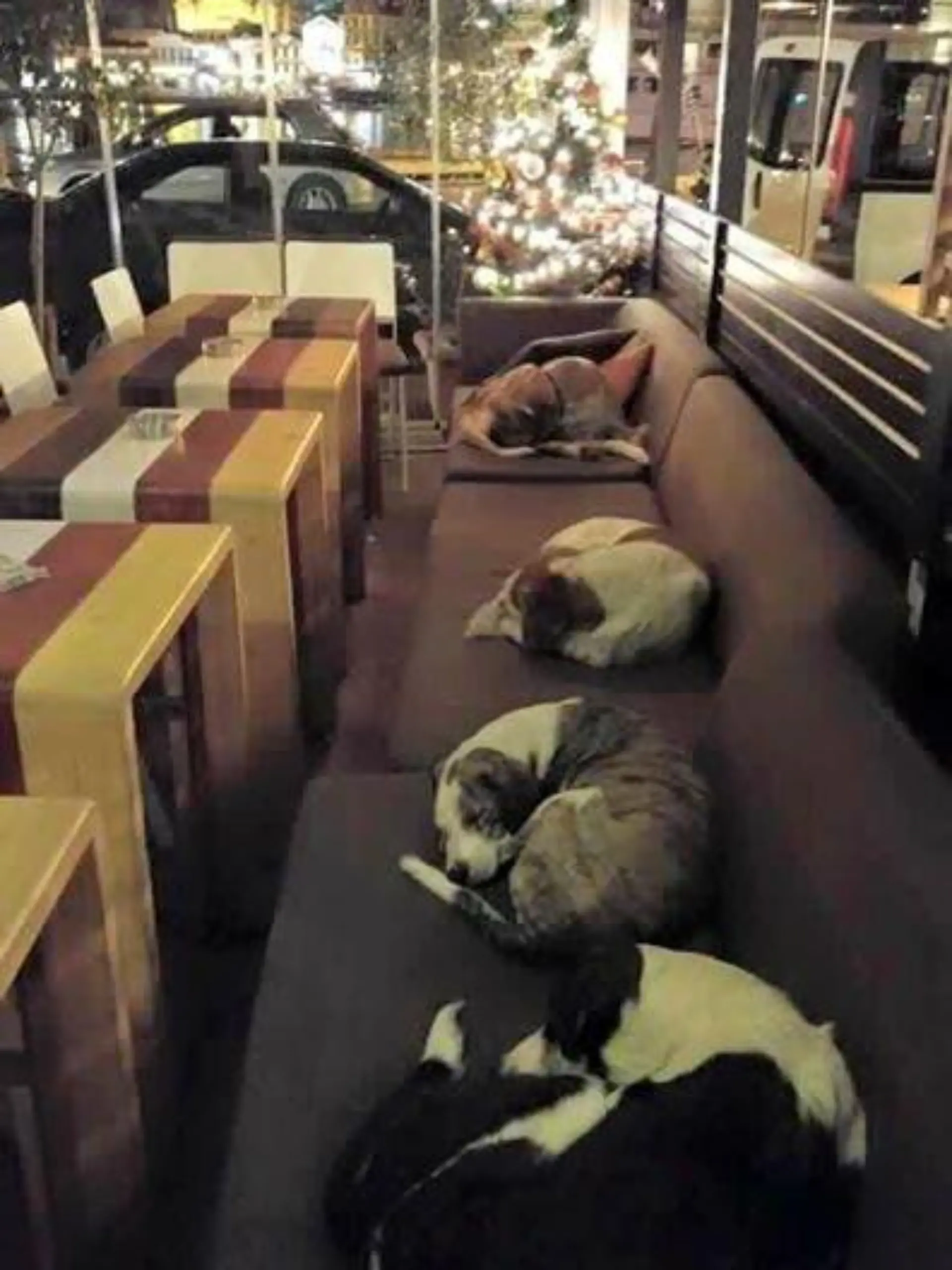 Hunde im Cafe.jpg