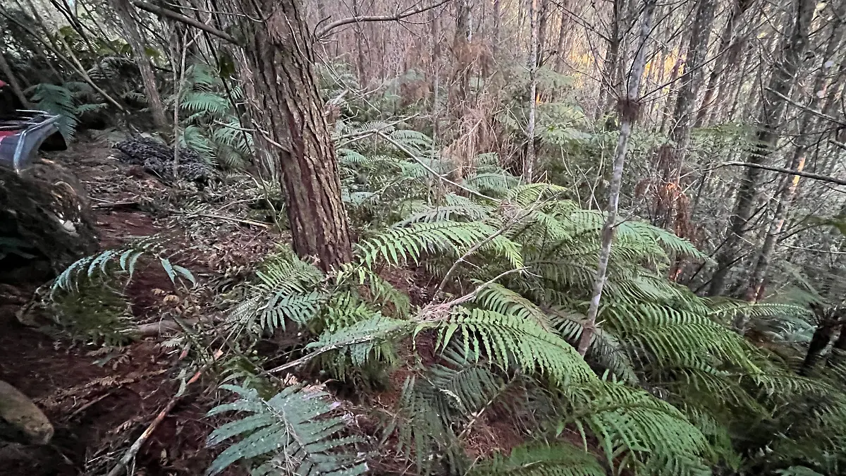 Vater lebte mit Kindern versteckt im Wald in Neuseeland 