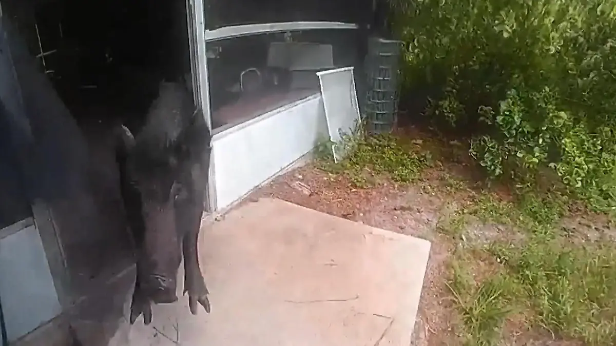 Wilde Lasso-Jagd! Wildschwein attackiert Hausbewohner und Hund Sau kracht durch Glasscheibe