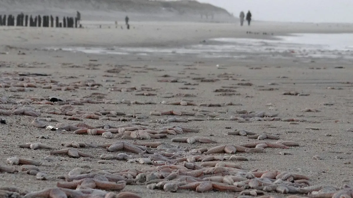 Unzählige tote Seesterne liegen am 07.01.2015 am Strand von Westerland auf der Nordseeinsel Sylt (Schleswig-Holstein). Durch die vielen Stürme der letzten Zeit seien die Tiere von festeren Flächen wie etwa Miesmuschelbänken abgetragen worden. Auf den Strand aufgespült verendeten sie nach kurzer Zeit, sagte ein Sprecher vom Sylter Amt für Umwelt, Landschaft und Küste am Mittwoch. Foto Daniel Friederichs/dpa (zu dpa vom 07.01.2015) +++(c) dpa - Bildfunk+++