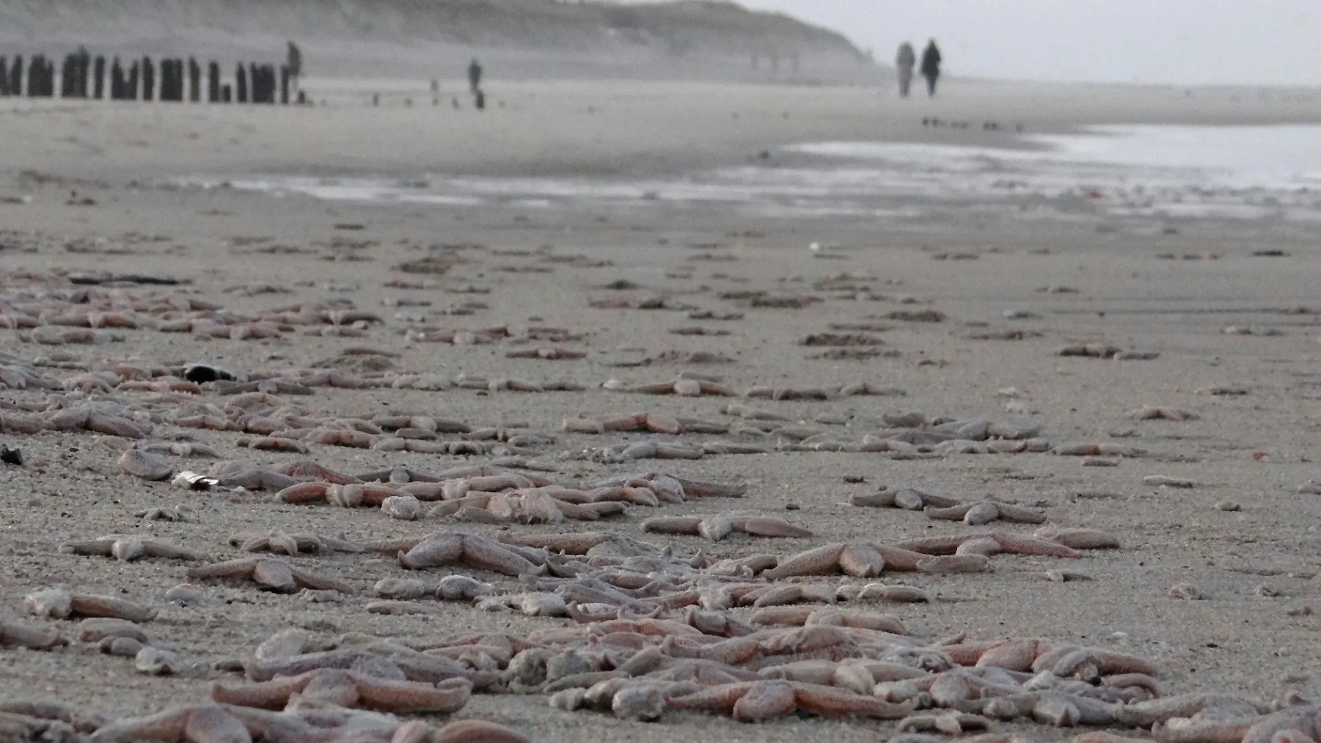 Unzählige tote Seesterne liegen am 07.01.2015 am Strand von Westerland auf der Nordseeinsel Sylt (Schleswig-Holstein). Durch die vielen Stürme der letzten Zeit seien die Tiere von festeren Flächen wie etwa Miesmuschelbänken abgetragen worden. Auf den Strand aufgespült verendeten sie nach kurzer Zeit, sagte ein Sprecher vom Sylter Amt für Umwelt, Landschaft und Küste am Mittwoch. Foto Daniel Friederichs/dpa (zu dpa vom 07.01.2015) +++(c) dpa - Bildfunk+++