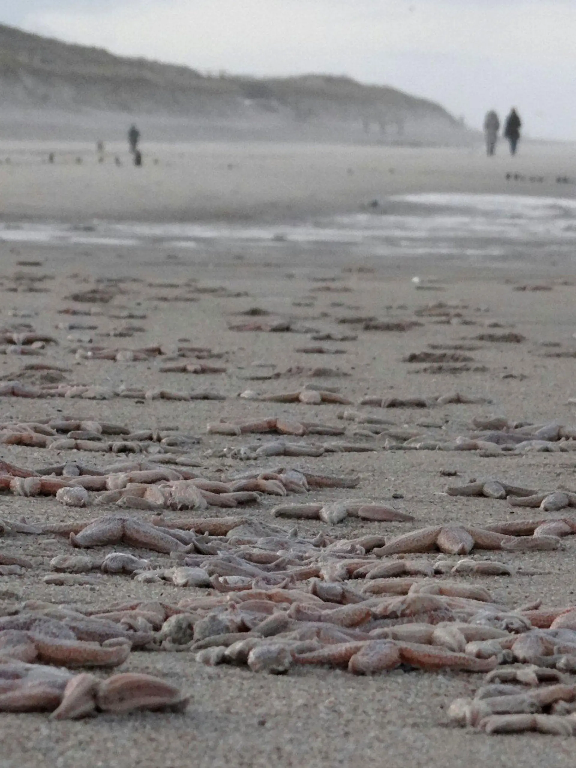 Unzählige tote Seesterne liegen am 07.01.2015 am Strand von Westerland auf der Nordseeinsel Sylt (Schleswig-Holstein). Durch die vielen Stürme der letzten Zeit seien die Tiere von festeren Flächen wie etwa Miesmuschelbänken abgetragen worden. Auf den Strand aufgespült verendeten sie nach kurzer Zeit, sagte ein Sprecher vom Sylter Amt für Umwelt, Landschaft und Küste am Mittwoch. Foto Daniel Friederichs/dpa (zu dpa vom 07.01.2015) +++(c) dpa - Bildfunk+++