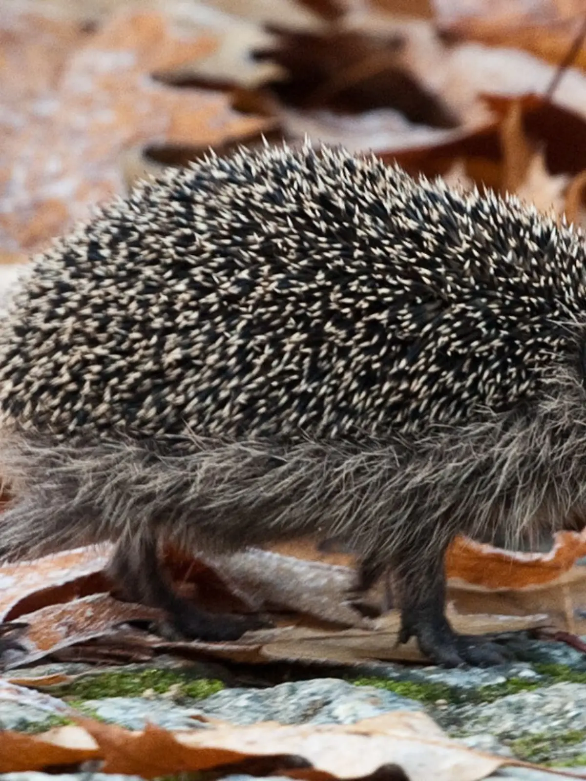 Bild zu: "Polizei fasst Igel-Jäger! Wollten sie die Tiere essen?"