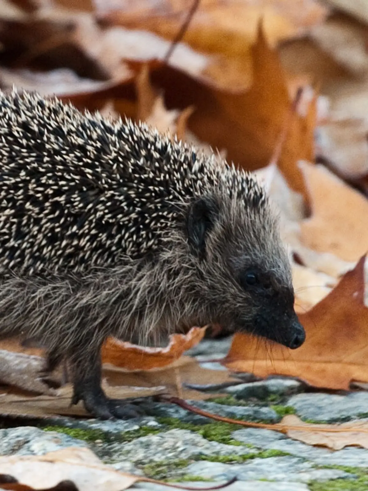 Bild zu: "Polizei fasst Igel-Jäger! Wollten sie die Tiere essen?"