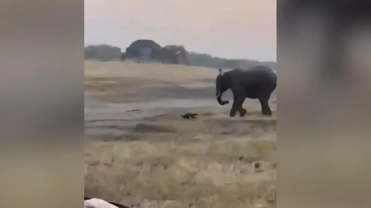 Erbitterter Kampf! Touristen filmen Prügelei zwischen Elefant und Honigdachs Von wegen David gegen Goliath