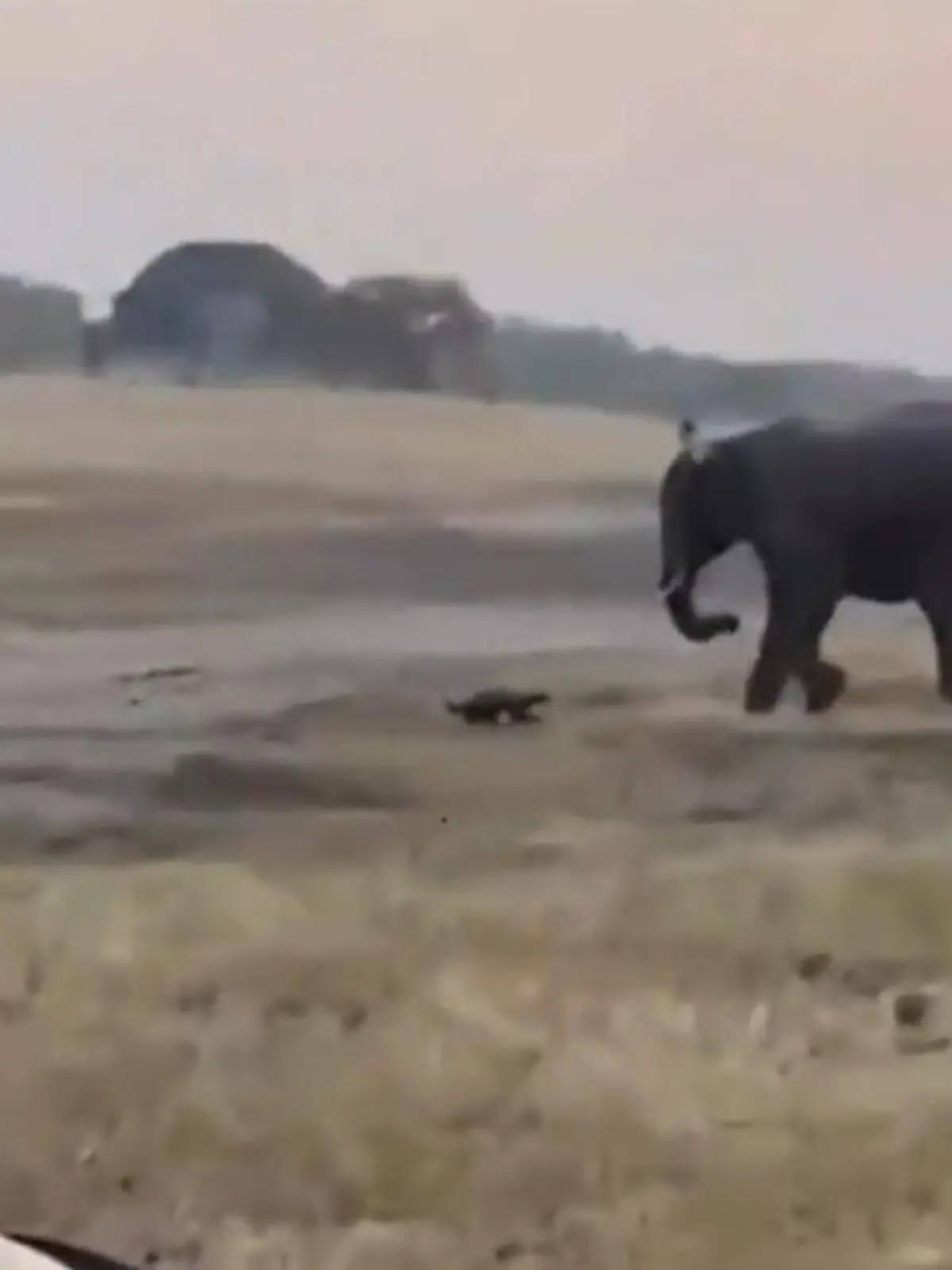 Bild zu: "Erbitterter Kampf! Touristen filmen Prügelei zwischen Elefant und Honigdachs"
