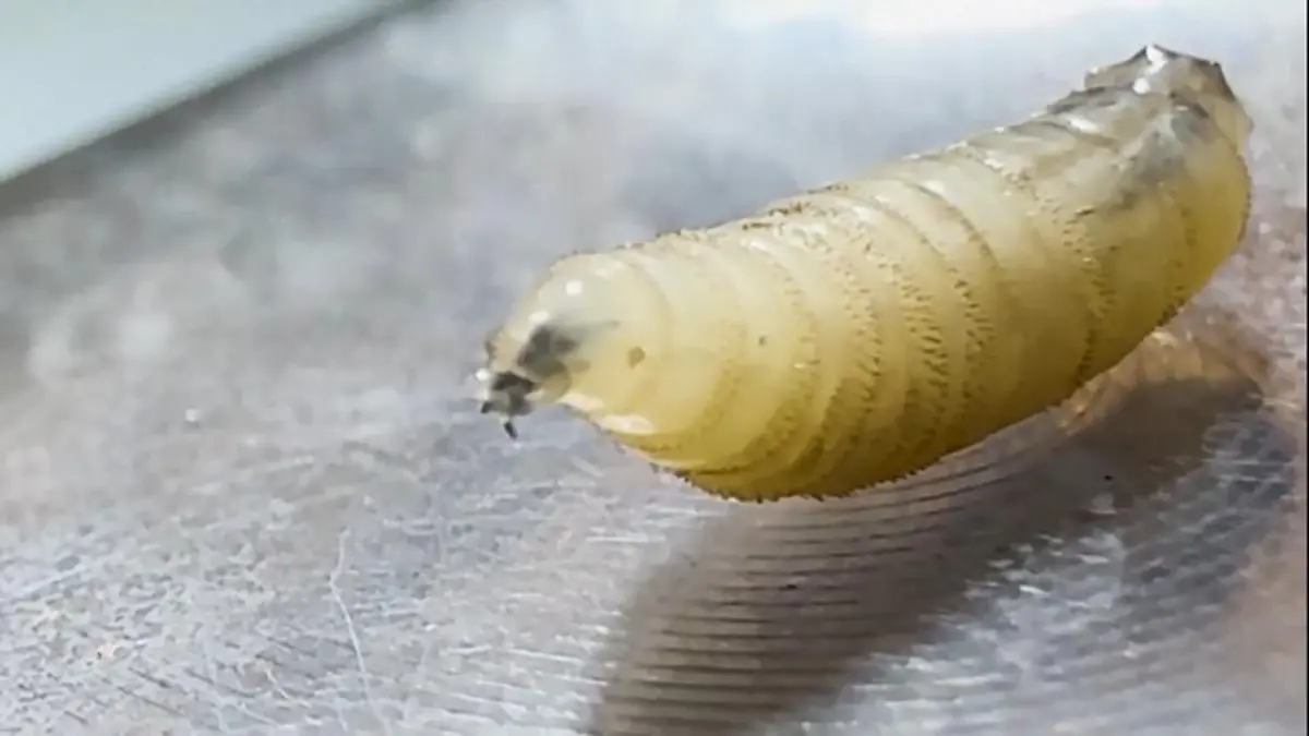Die fiese Schraubenwurmfliege breitet sich aus Larven fressen sich ins Fleisch