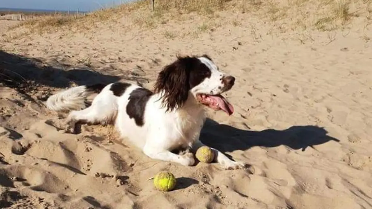 Hund Bandit am Strand