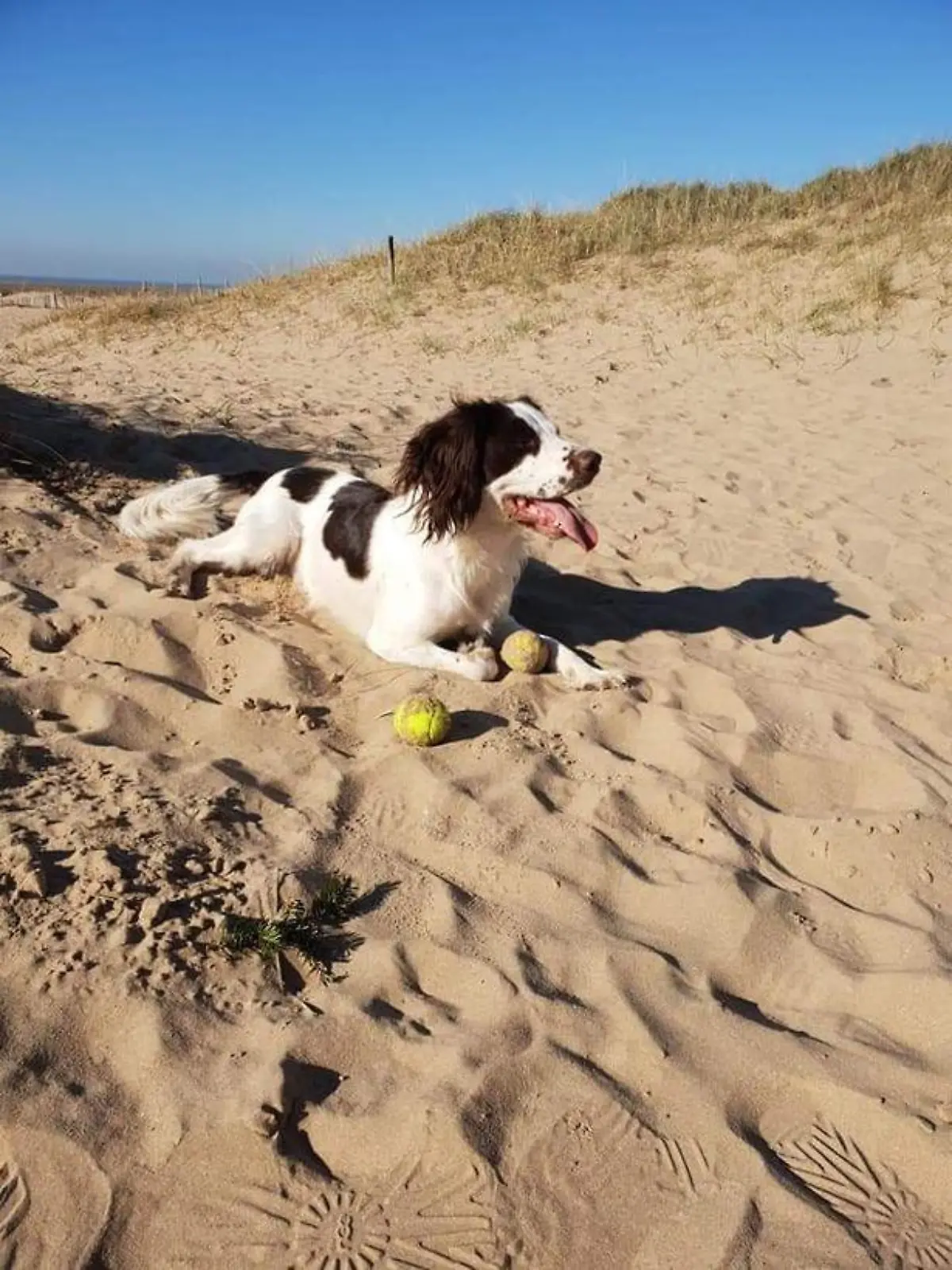 Hund Bandit am Strand