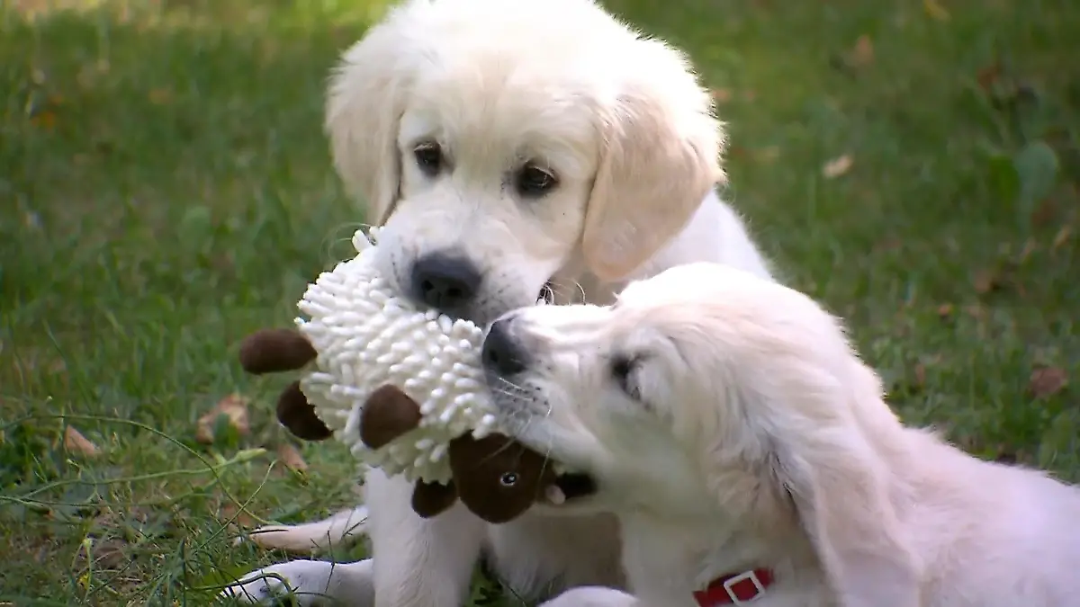 Das sind die besten Haustiermarken 7.000 Tierhalter haben entschieden!