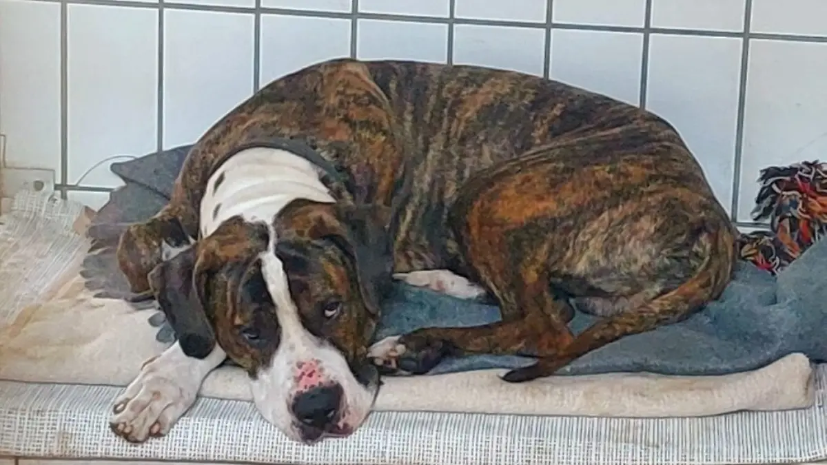 Hund Marley aus dem Tierheim Celle sucht ein neues Zuhause.