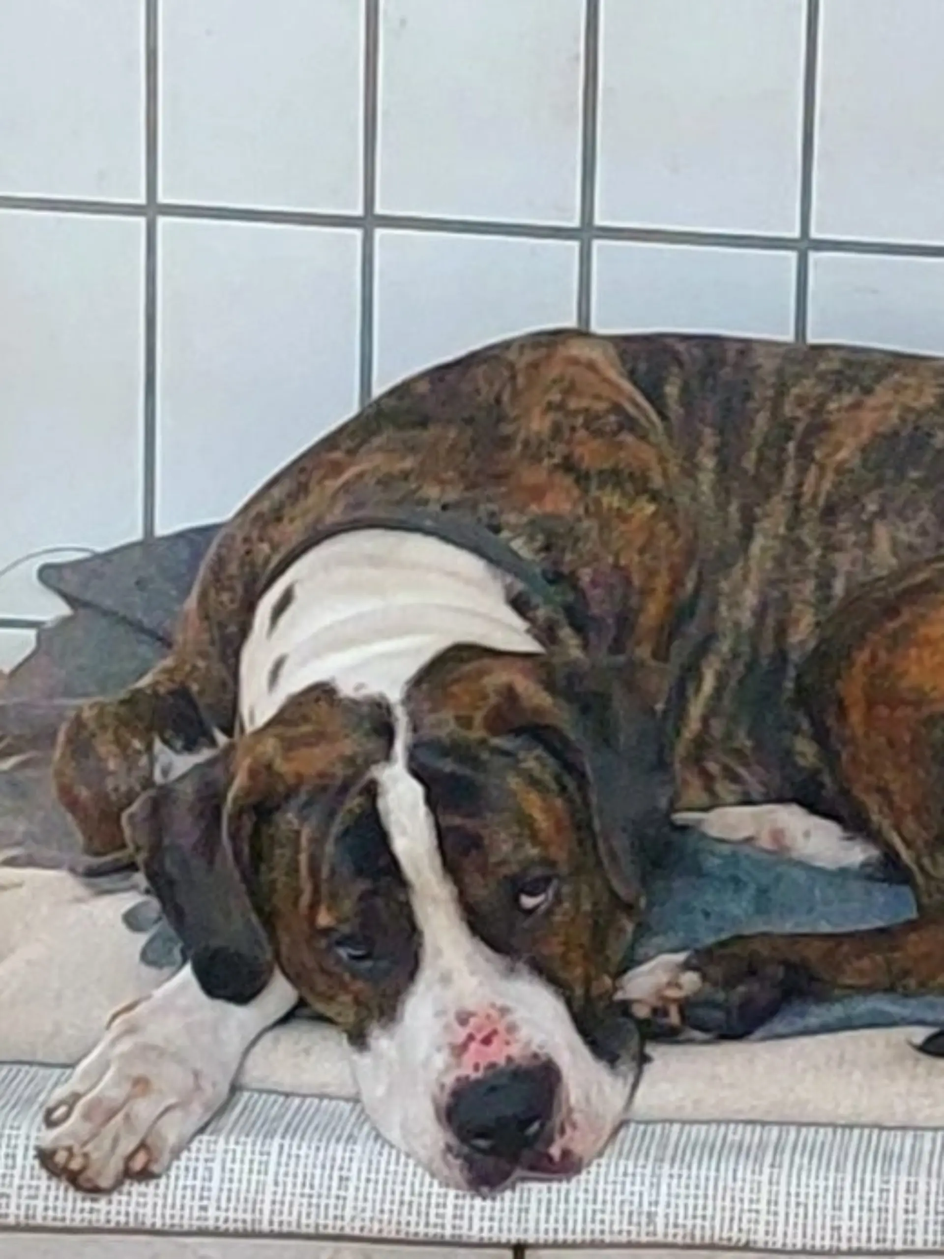 Bild zu: "Erfand sein Herrchen eine dreiste Lüge, um Marley loszuwerden?"
