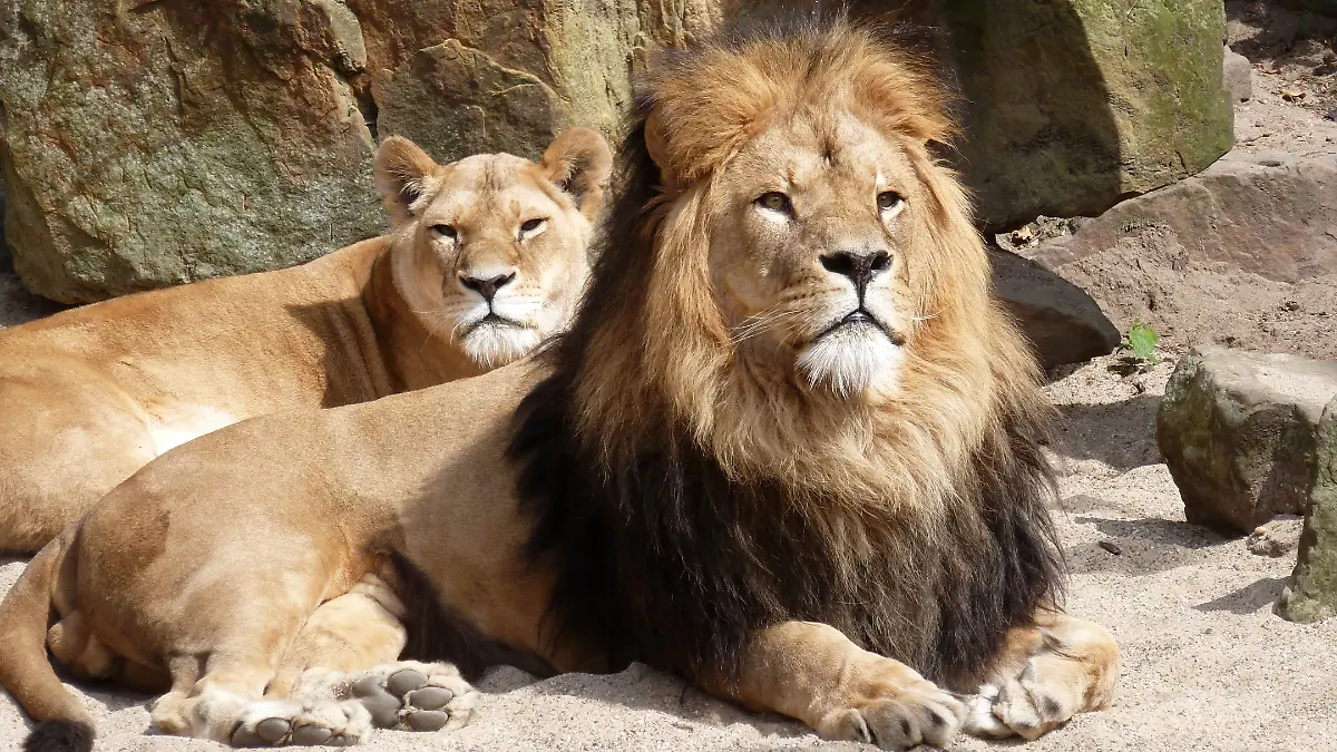 Löwen, Zoo Gehege